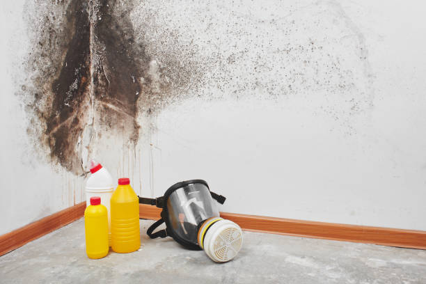 Best DIY Mold Remediation Support Services in Des C, AR