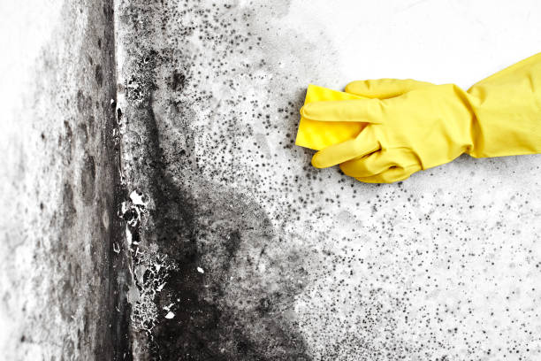 Reliable Des Arc, AR Mold Remediation Solutions