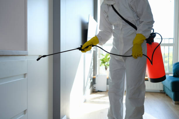 Best Emergency Mold Remediation in Des C, AR