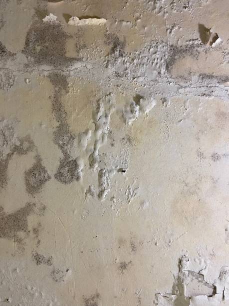 Best Basement Mold Remediation in Des C, AR