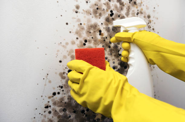 Best Black Mold Remediation in Des C, AR