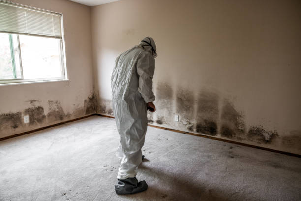 Best Mold Remediation for Specific Building Types in Des C, AR