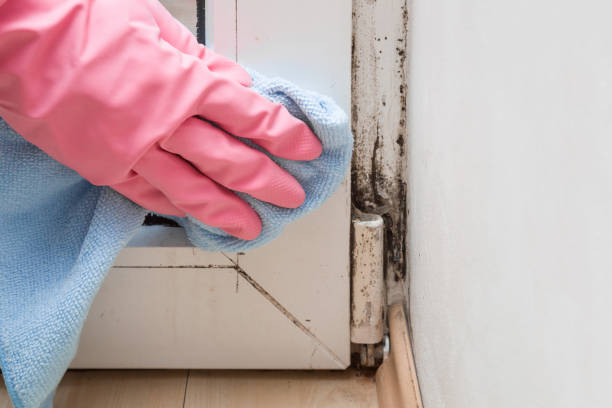 Best Health and Safety Mold Remediation in Des C, AR